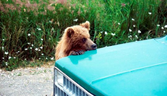 Brown Bear, Ursus arctos horribilis, Cub Playing on a car